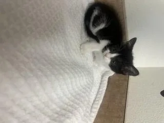 A baby small-sized female Domestic Short Hair cat named Aurelia for adoption in Norco, CA