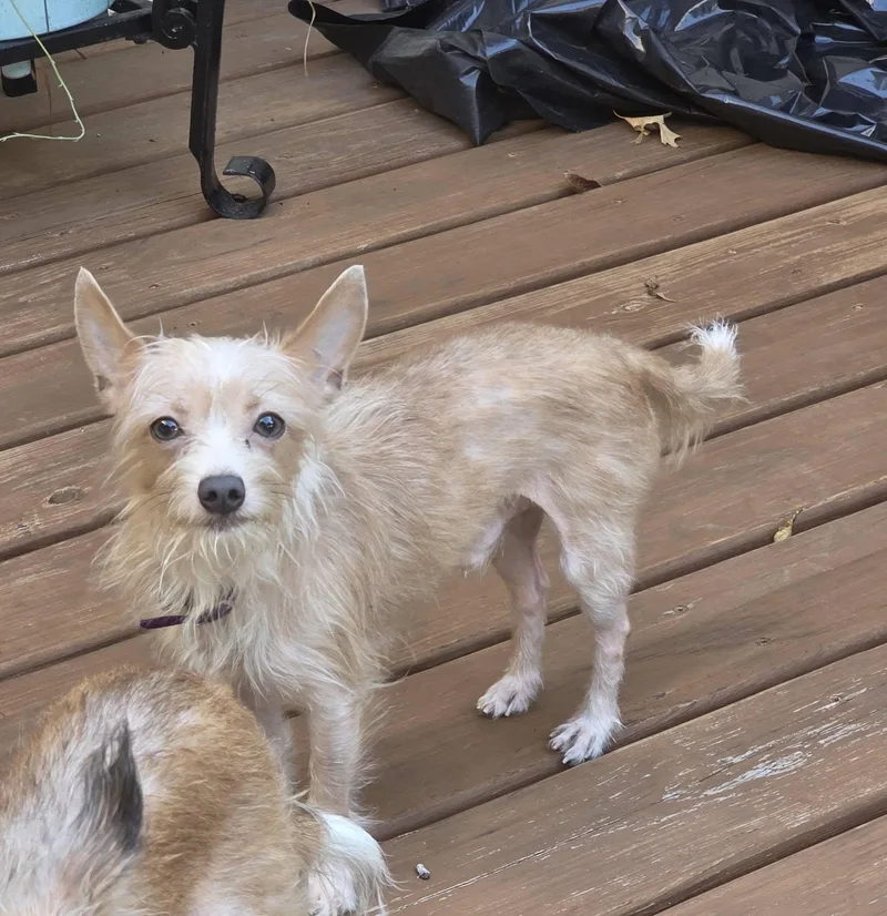 An adult small-sized male Yellow / Tan / Blond / Fawn Chihuahua dog named Pilot for adoption in Broken Arrow, OK