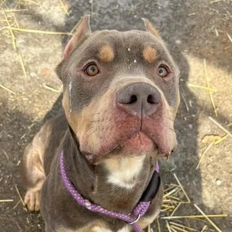 An adult small-sized male Yellow / Tan / Blond / Fawn Pit Bull Terrier dog named Klaebo ~ Coming Soon!!! for adoption in Chicago, IL