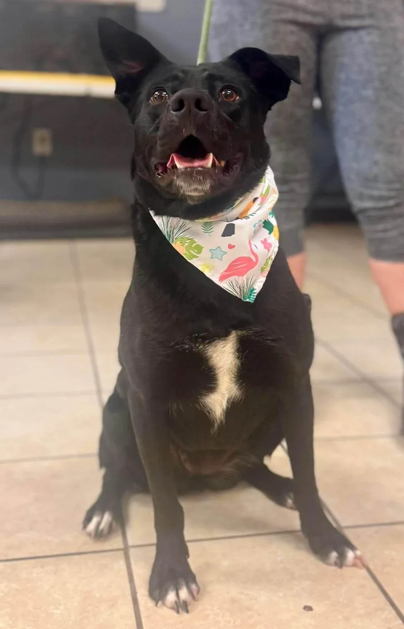 A young medium-sized female Black German Shepherd Dog dog named Marsha for adoption in Chesterfield, SC