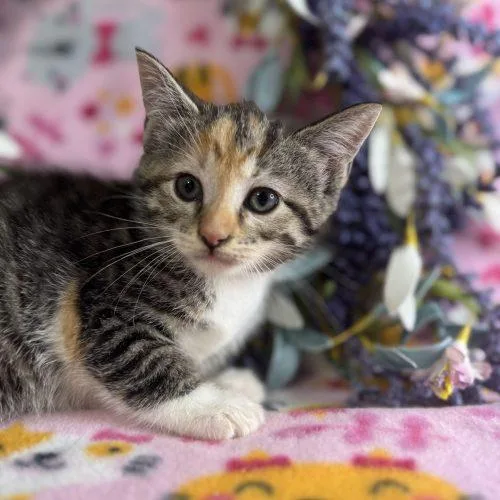 A baby small-sized female Dilute Calico Domestic Short Hair cat named Jolene for adoption in Toms River, NJ