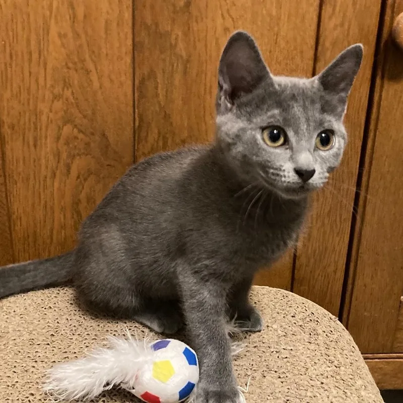Delilah