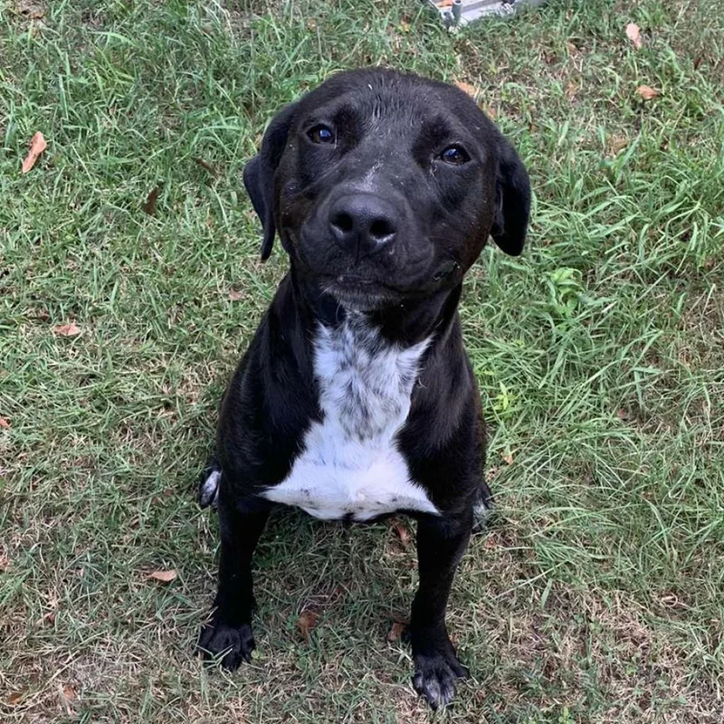 An adult medium-sized female Black Mixed Breed dog named Barker for adoption in Laurel, MS