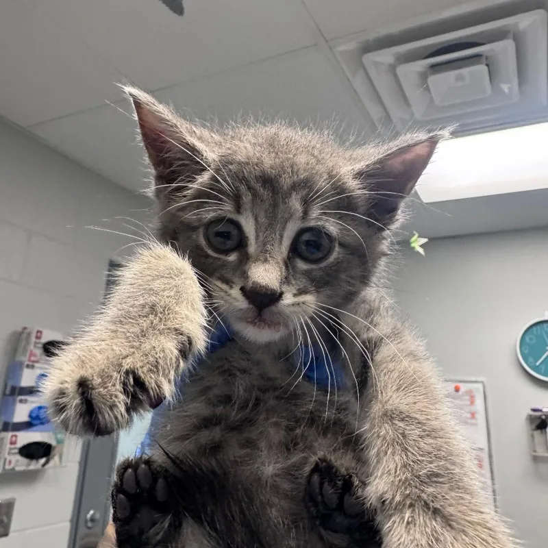 A baby small-sized female Domestic Short Hair cat named Selene for adoption in Greenville, SC