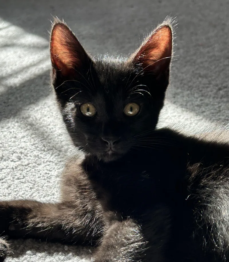 A baby medium-sized male Black Domestic Short Hair cat named Teddy for adoption in Breinigsville, PA