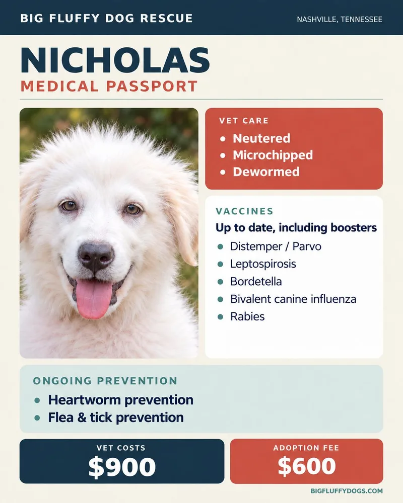 A baby medium-sized male White / Cream Great Pyrenees dog named Nicholas for adoption in Nashville, TN