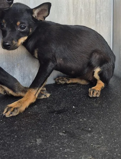A baby small-sized female Chihuahua dog named Kyla for adoption in San Antonio, TX