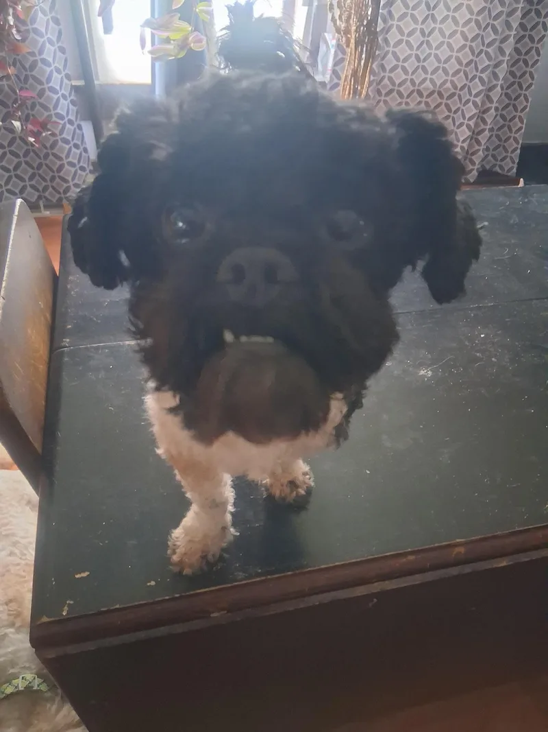 A young small-sized male Black Shih poo dog named Harry for adoption in Dayton, OH