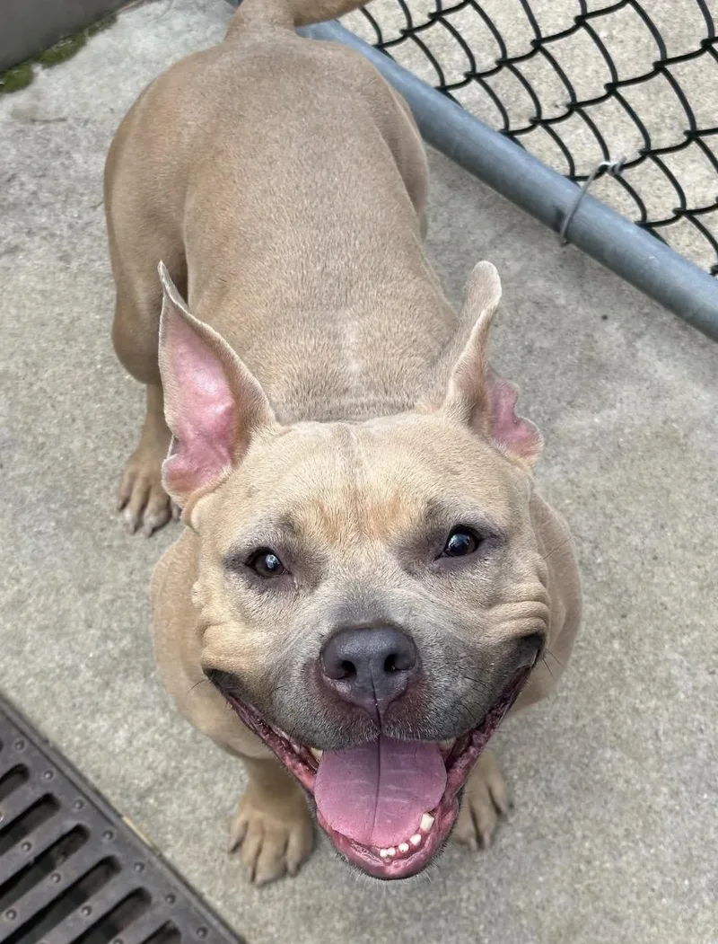An adult medium-sized female Yellow / Tan / Blond / Fawn Pit Bull Terrier dog named Alabama for adoption in Chicago, IL