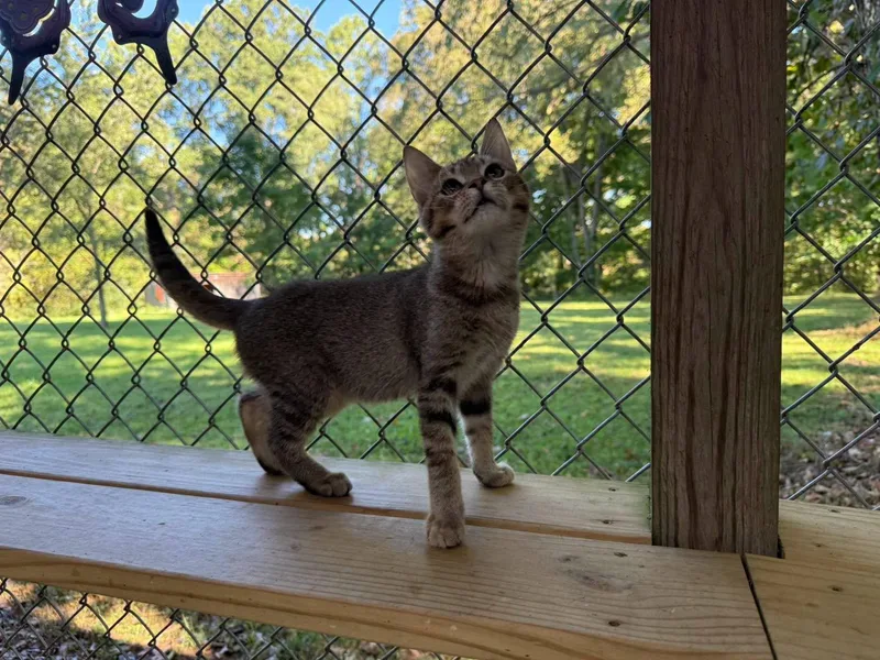 A baby small-sized male Tabby cat named Homer for adoption in Richmond Dale, OH