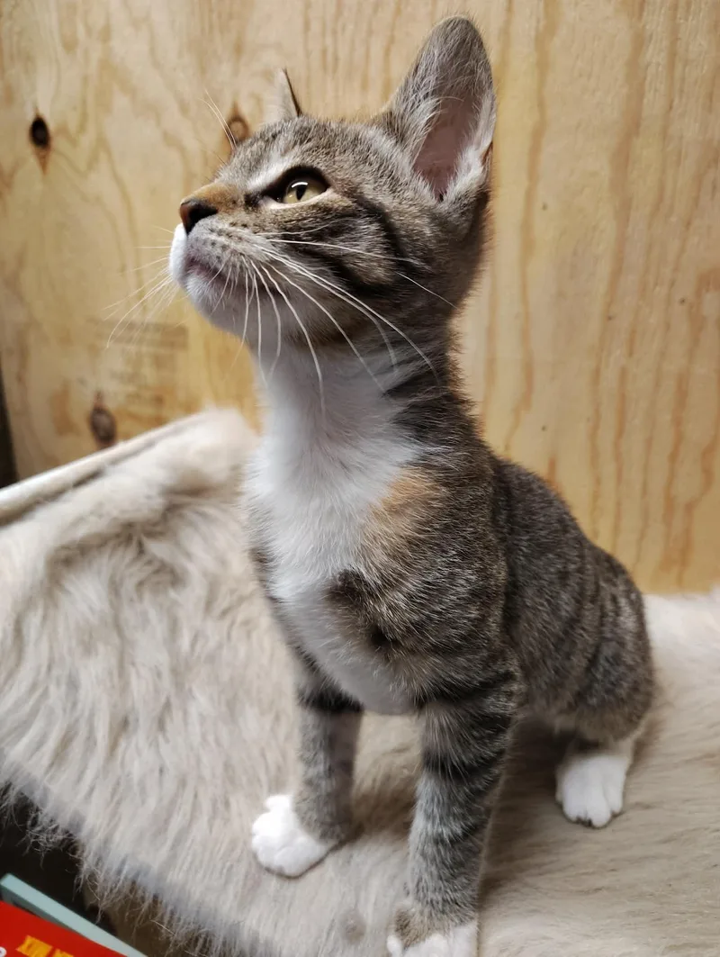 A baby medium-sized female Calico Domestic Short Hair cat named Tiggy for adoption in Oakville, WA