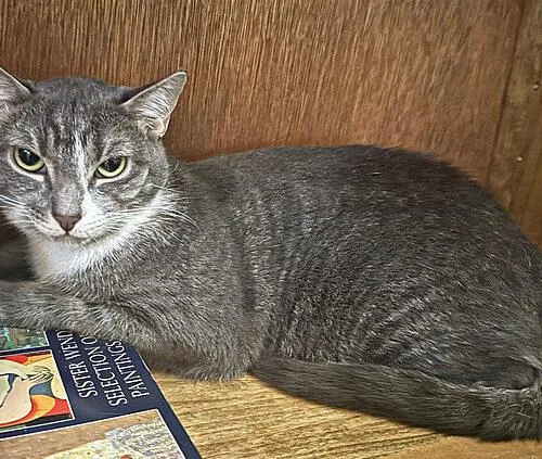 A young medium-sized female Tabby (Gray / Blue / Silver) Domestic Short Hair cat named Renesmee for adoption in Tampa, FL
