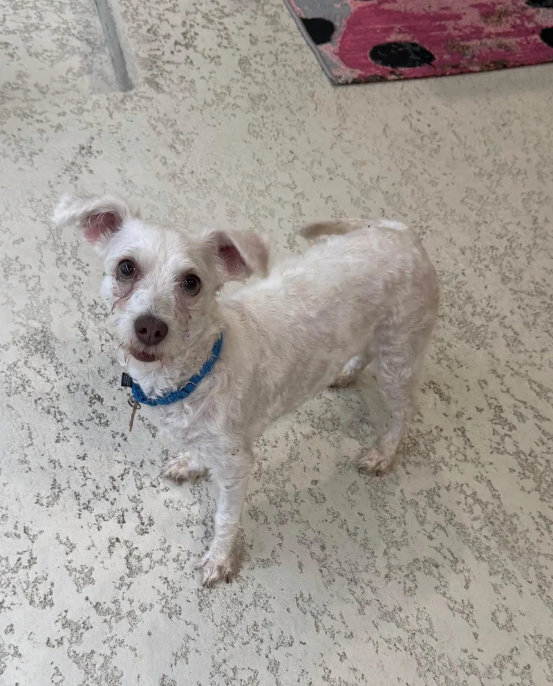 An adult small-sized female Miniature Poodle dog named Hoda for adoption in Brooklyn, NY