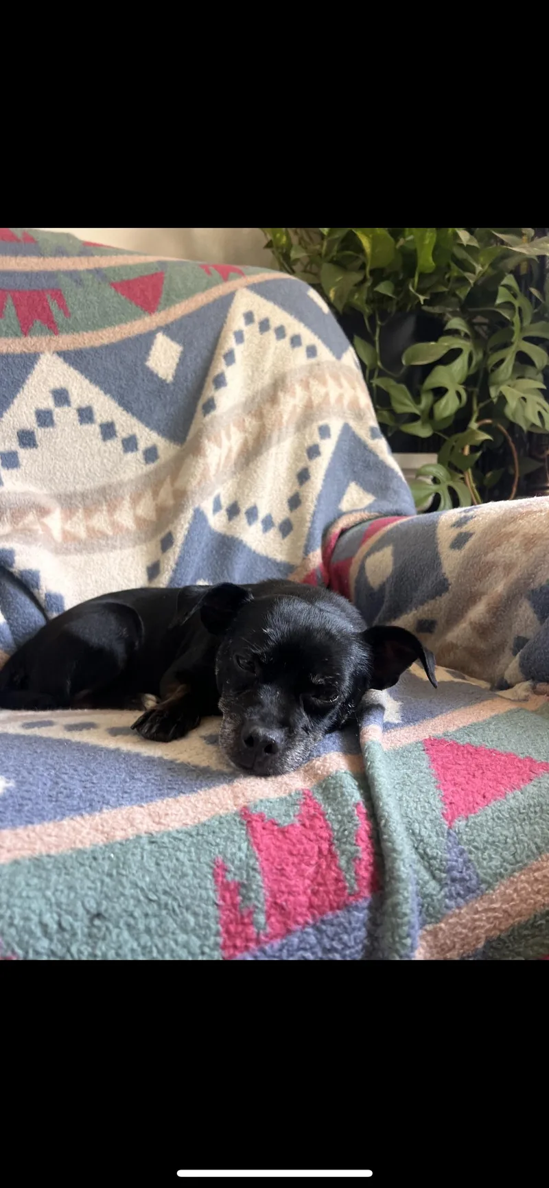 An adult small-sized female Black Chihuahua dog named Lola for adoption in Hamden, CT