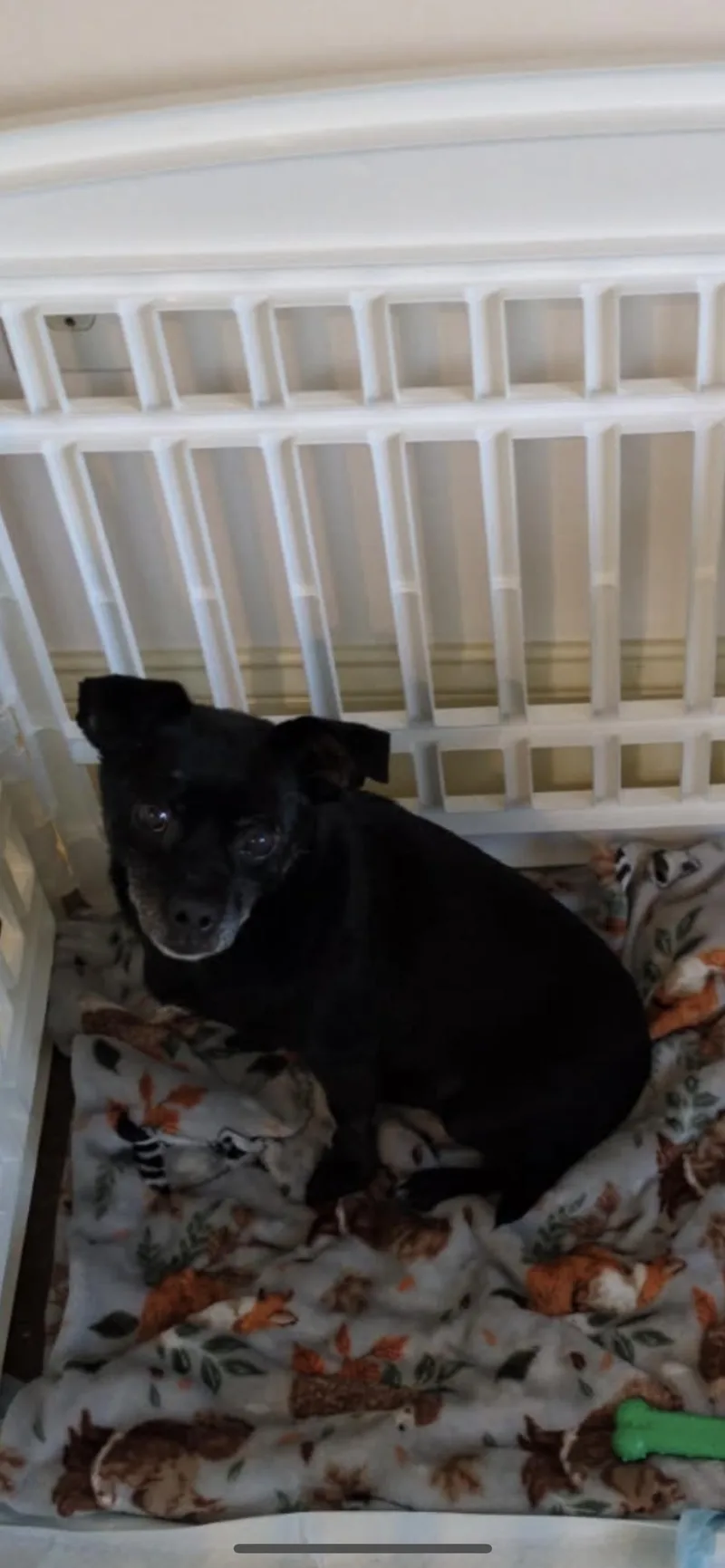 Lola thumbnail 3