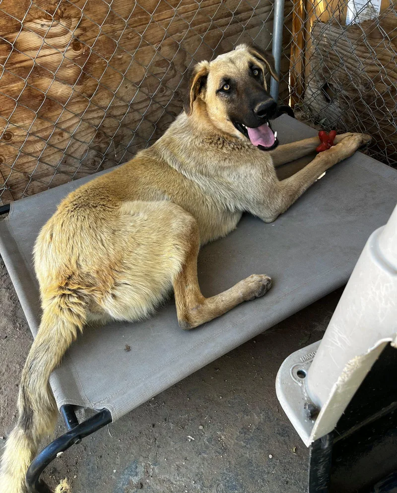 Corky  Wonderful Pal!