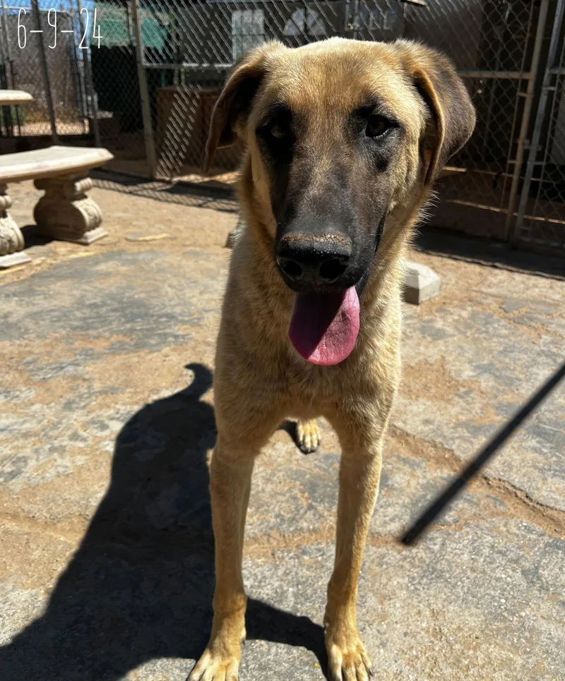 Corky  Wonderful Pal! thumbnail 2