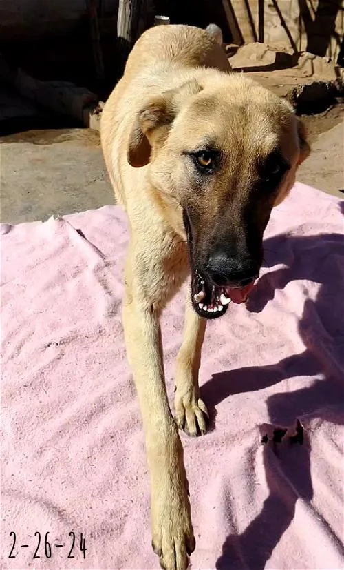 Corky  Wonderful Pal! thumbnail 3