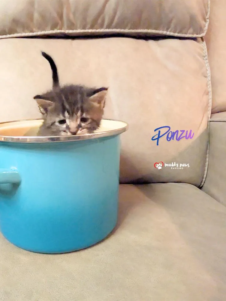 A baby small-sized male Domestic Short Hair cat named Secret Ingredients: Ponzu for adoption in Council Bluffs, IA