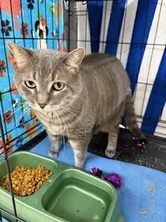 A senior large-sized female Domestic Short Hair cat named Penny for adoption in Black River Falls, WI