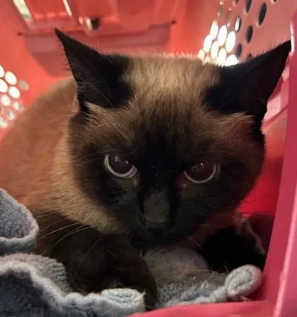 An adult medium-sized female Siamese cat named Summer for adoption in West Memphis, AR
