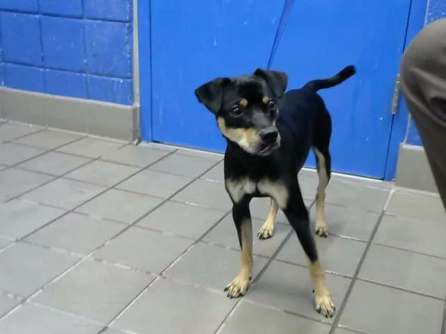 A young medium-sized male Chihuahua dog named Chino for adoption in Albuquerque, NM
