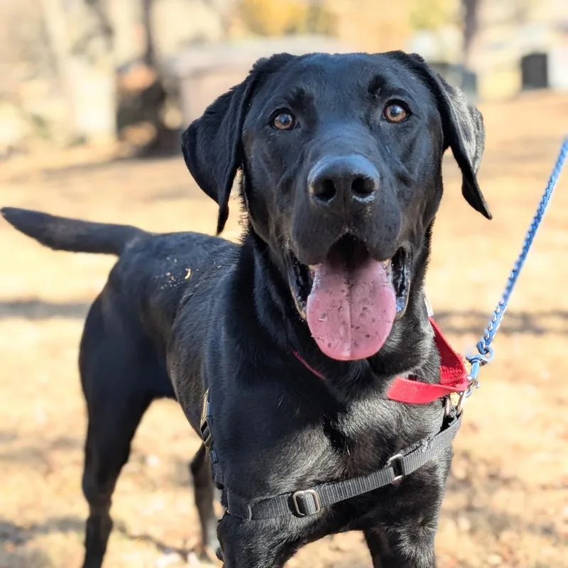 An adult large-sized male Black Labrador Retriever dog named Ozzy for adoption in Falls Church, VA
