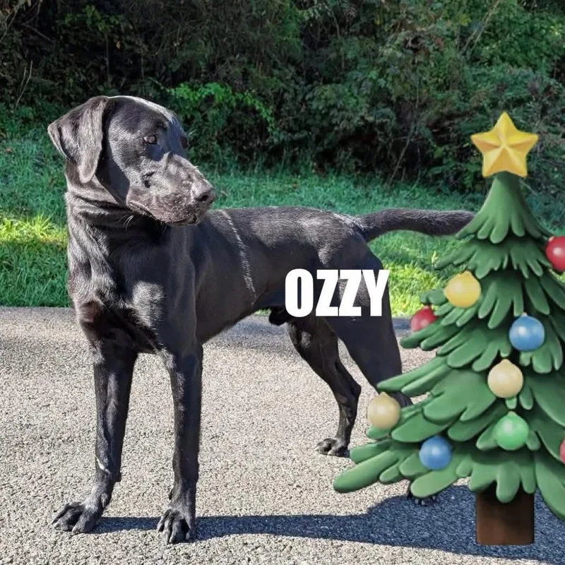 Ozzy thumbnail 5