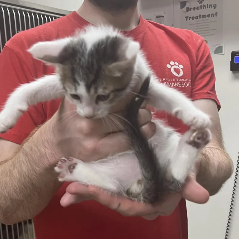 A baby small-sized female Gray / Blue / Silver Domestic Short Hair cat named Galileo for adoption in Birmingham, AL