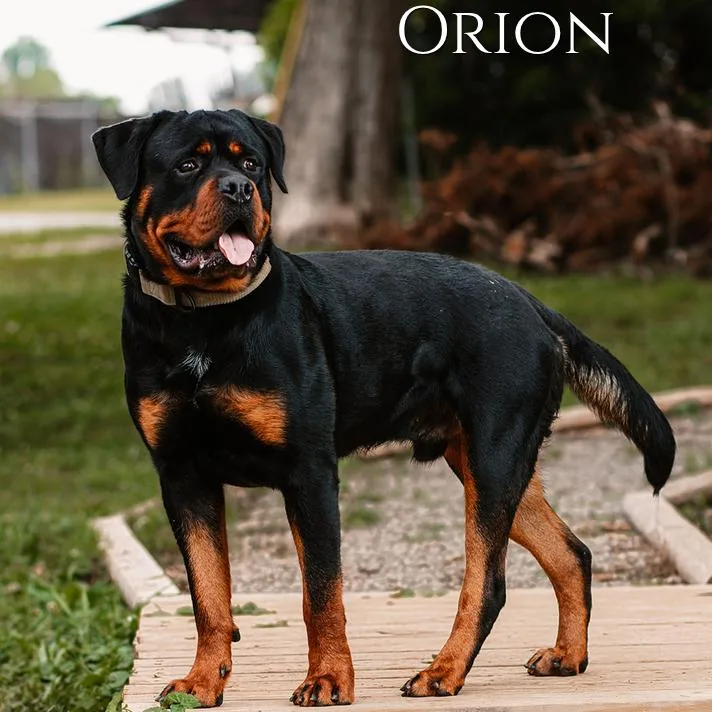 Orion