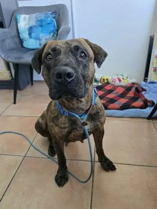 An adult large-sized female Mixed Breed dog named Sc Marble for adoption in North Miami Beach, FL