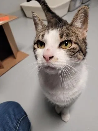 A young medium-sized female Domestic Short Hair cat named Astrid for adoption in New Freedom, PA