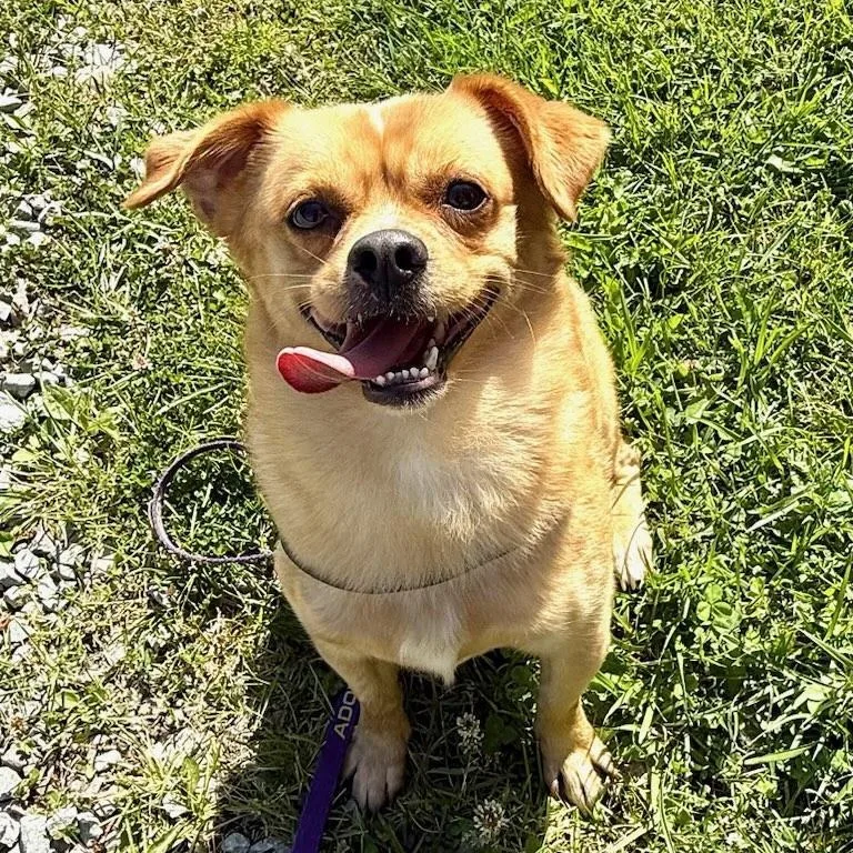 Koda