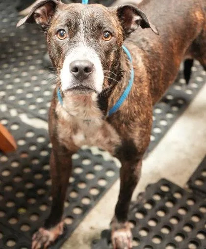 An adult small-sized female Mountain Cur dog named Cuddles for adoption in Bowling Green, KY