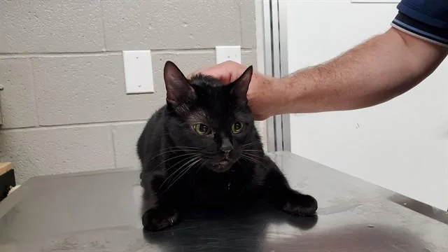 Scat Cat