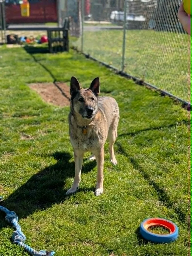 An adult large-sized male Sable German Shepherd Dog dog named Gus for adoption in Chambersburg, PA