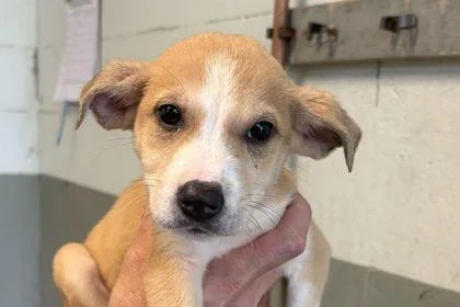 A baby small-sized female Hound dog named Bagel for adoption in Westland, MI