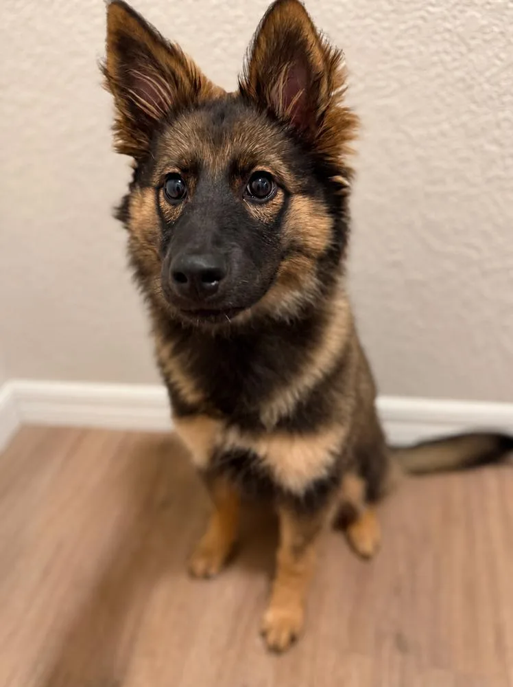 Gracie