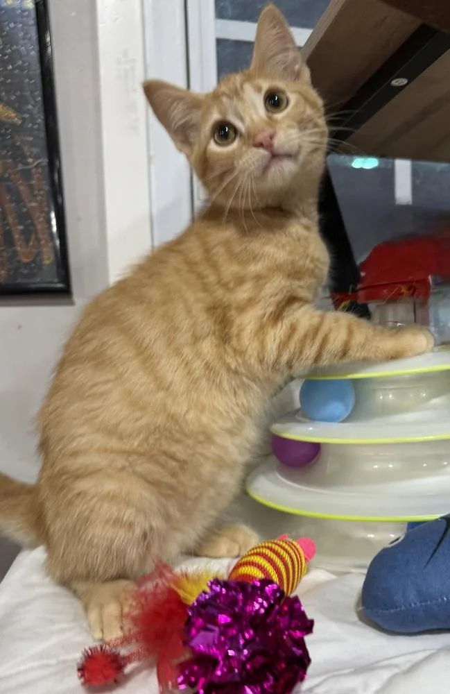 A baby small-sized male Tabby (Orange / Red) Domestic Short Hair cat named Mozart for adoption in Jackson, GA