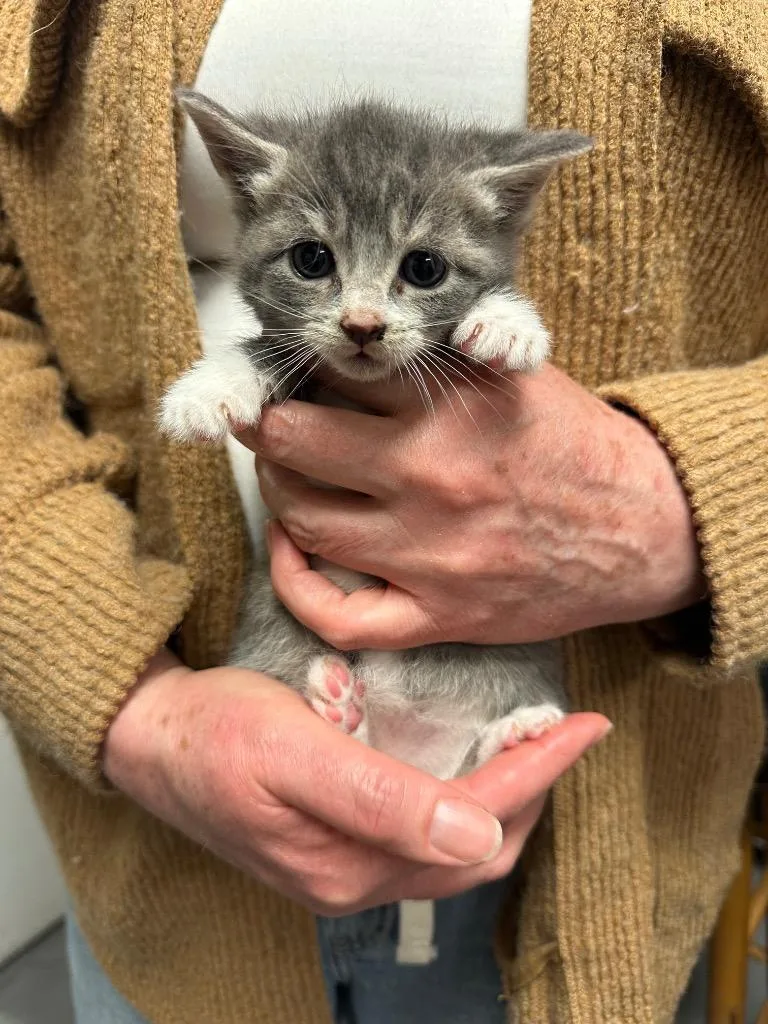 A baby small-sized female Domestic Short Hair cat named Payson for adoption in Ewing, NJ