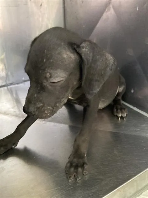 A baby small-sized male Mixed Breed dog named Thing for adoption in Dallas, TX