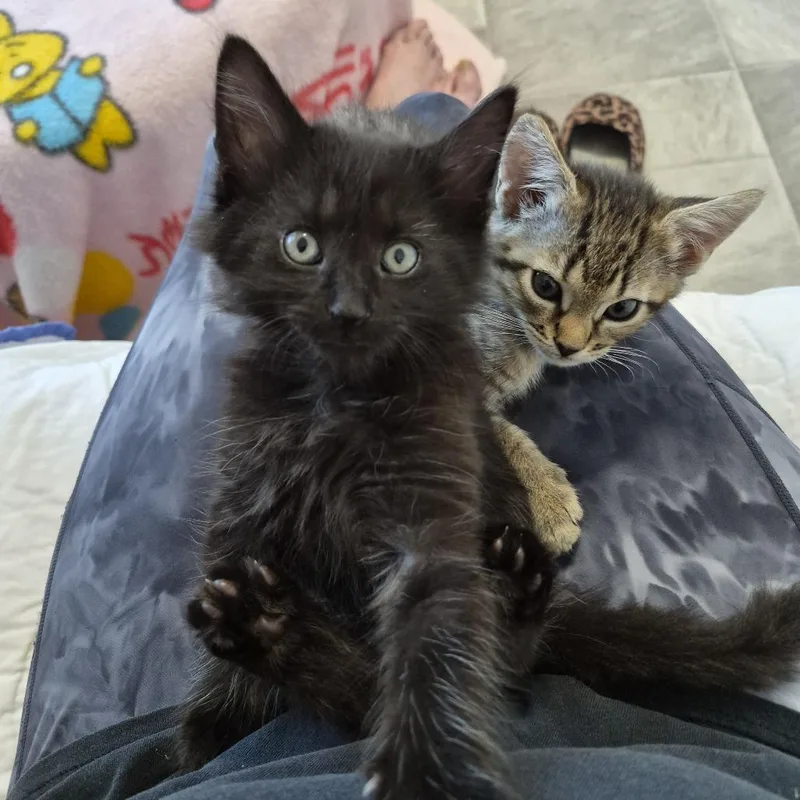 A baby small-sized male Domestic Medium Hair cat named Forrest for adoption in Greenville, SC