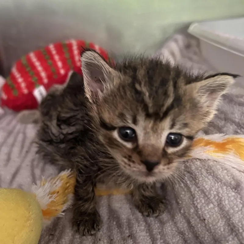 A baby small-sized female Brown / Chocolate American Shorthair cat named Delilah for adoption in Harrisville, WV