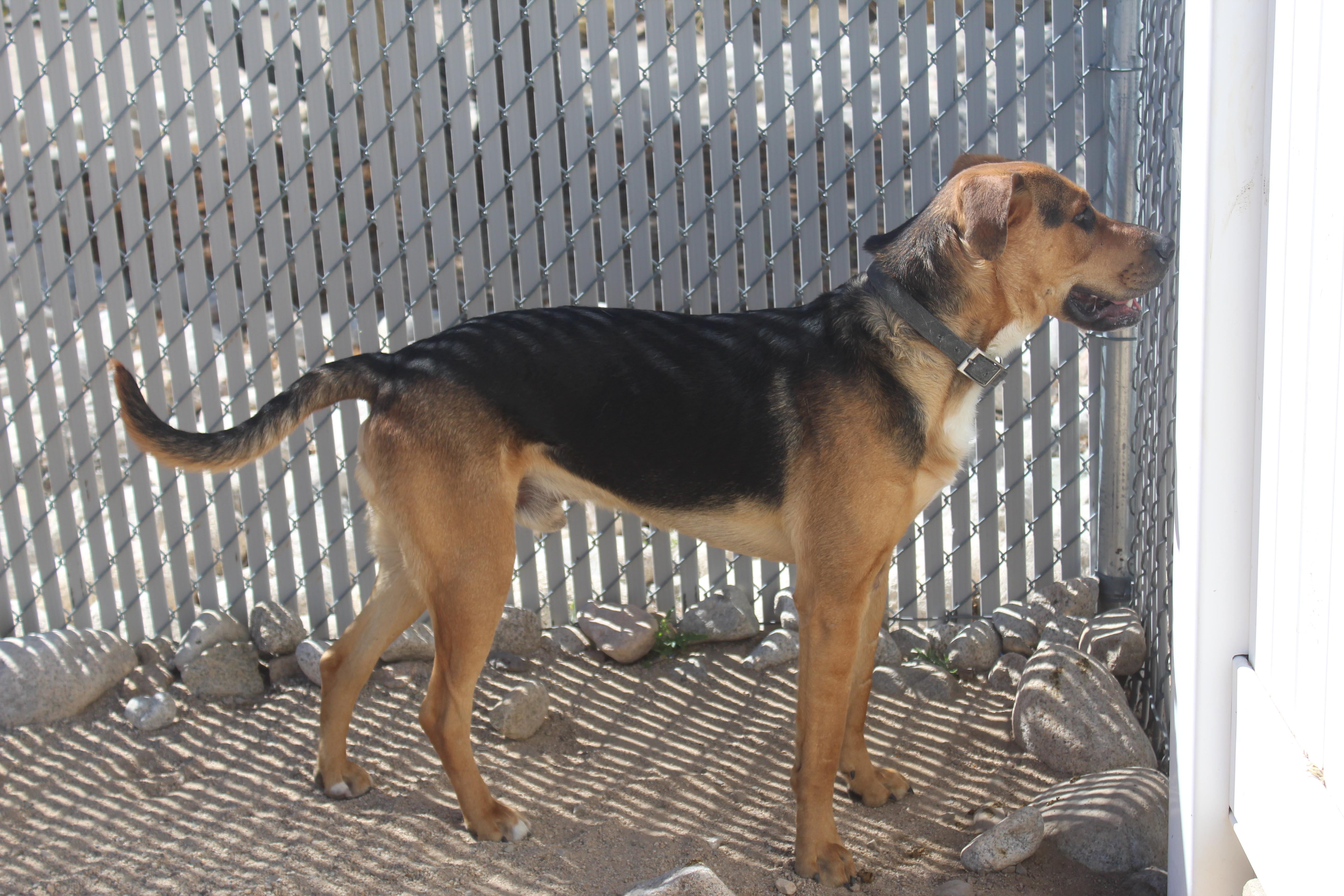 An adult large-sized male Bicolor Shepherd dog named Zero for adoption in Yucca Valley, CA