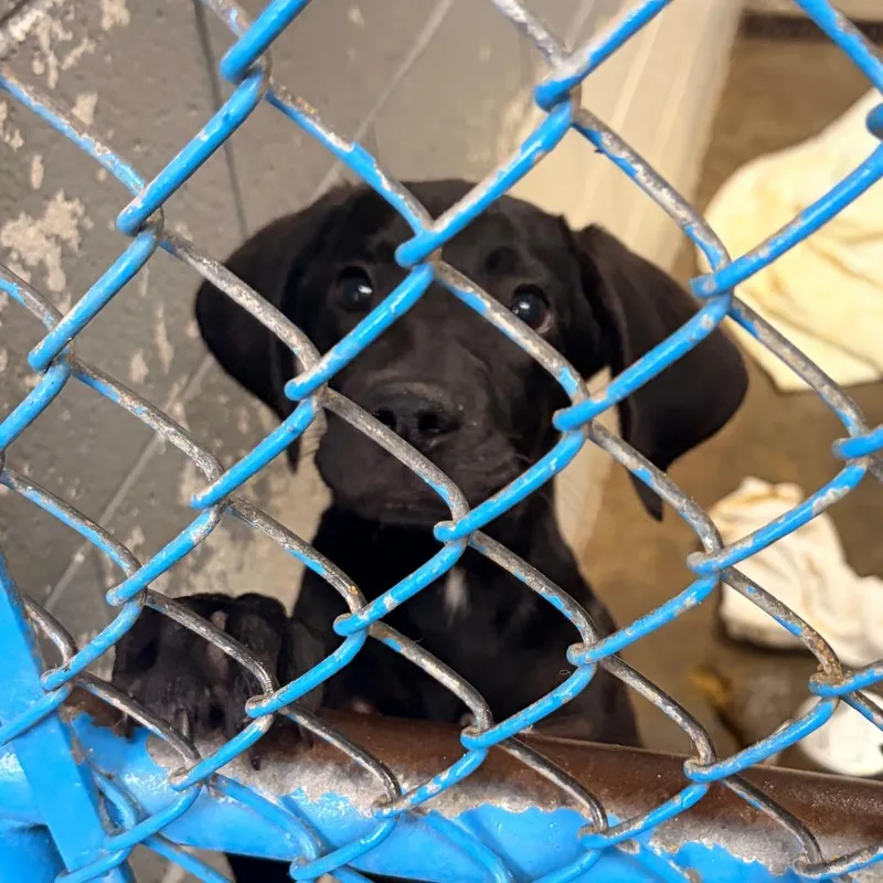 A baby small-sized male Black Hound dog named Curly for adoption in Franklin, NC