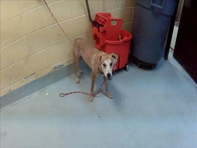 An adult medium-sized female Pit Bull Terrier dog named Heli for adoption in Tulsa, OK