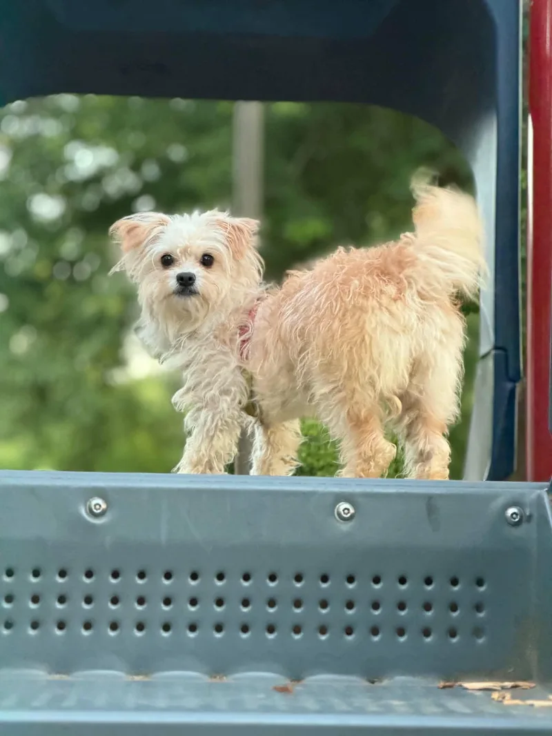 Rosie thumbnail 3