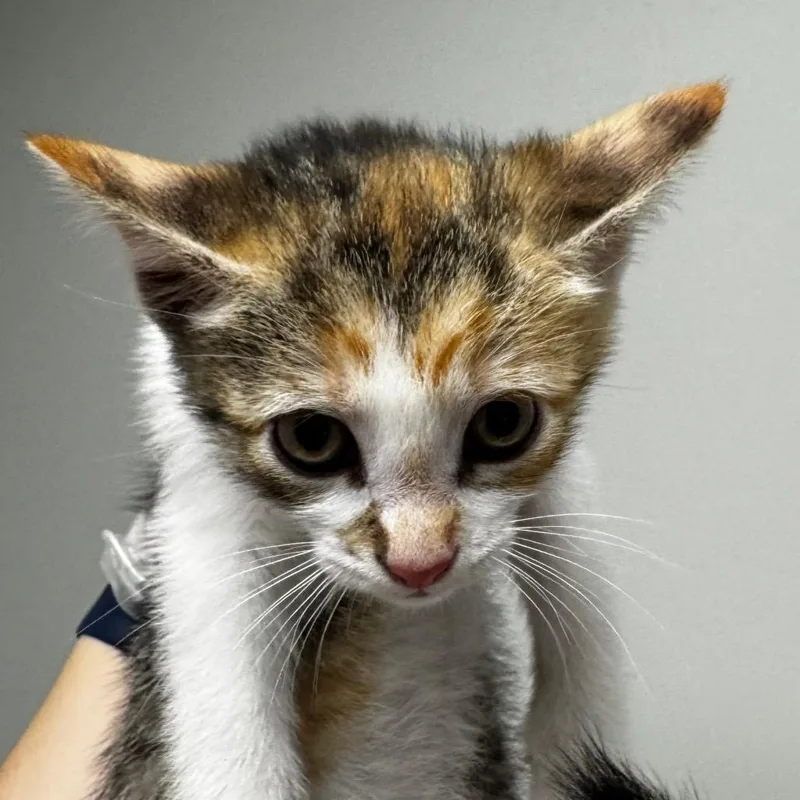 A baby small-sized female White Domestic Short Hair cat named Honeydew for adoption in Concord, NC