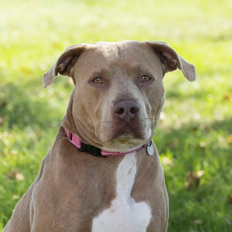 An adult large-sized male Gray / Blue / Silver Mixed Breed dog named Henderson for adoption in Dearborn, MI