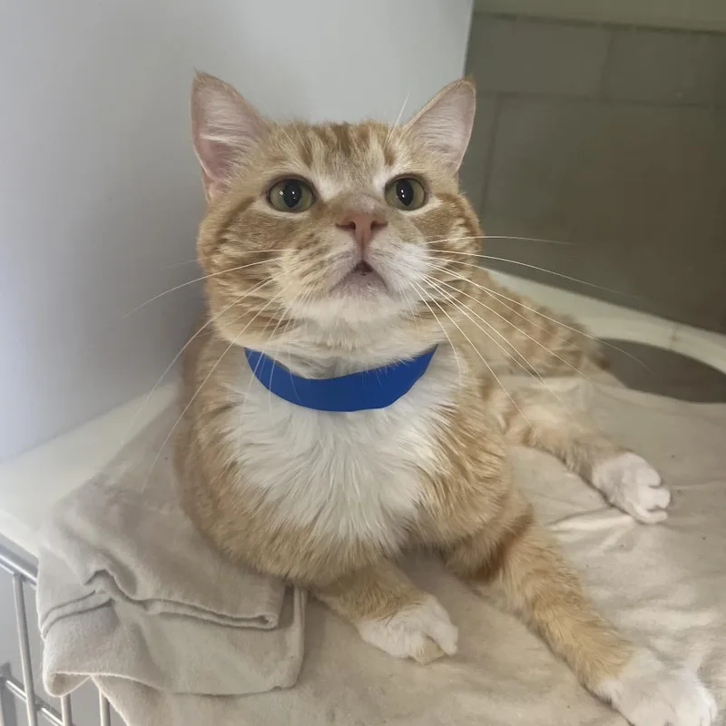 An adult medium-sized male Orange / Red Domestic Short Hair cat named Mr. Flipperflapp for adoption in Chattanooga, TN